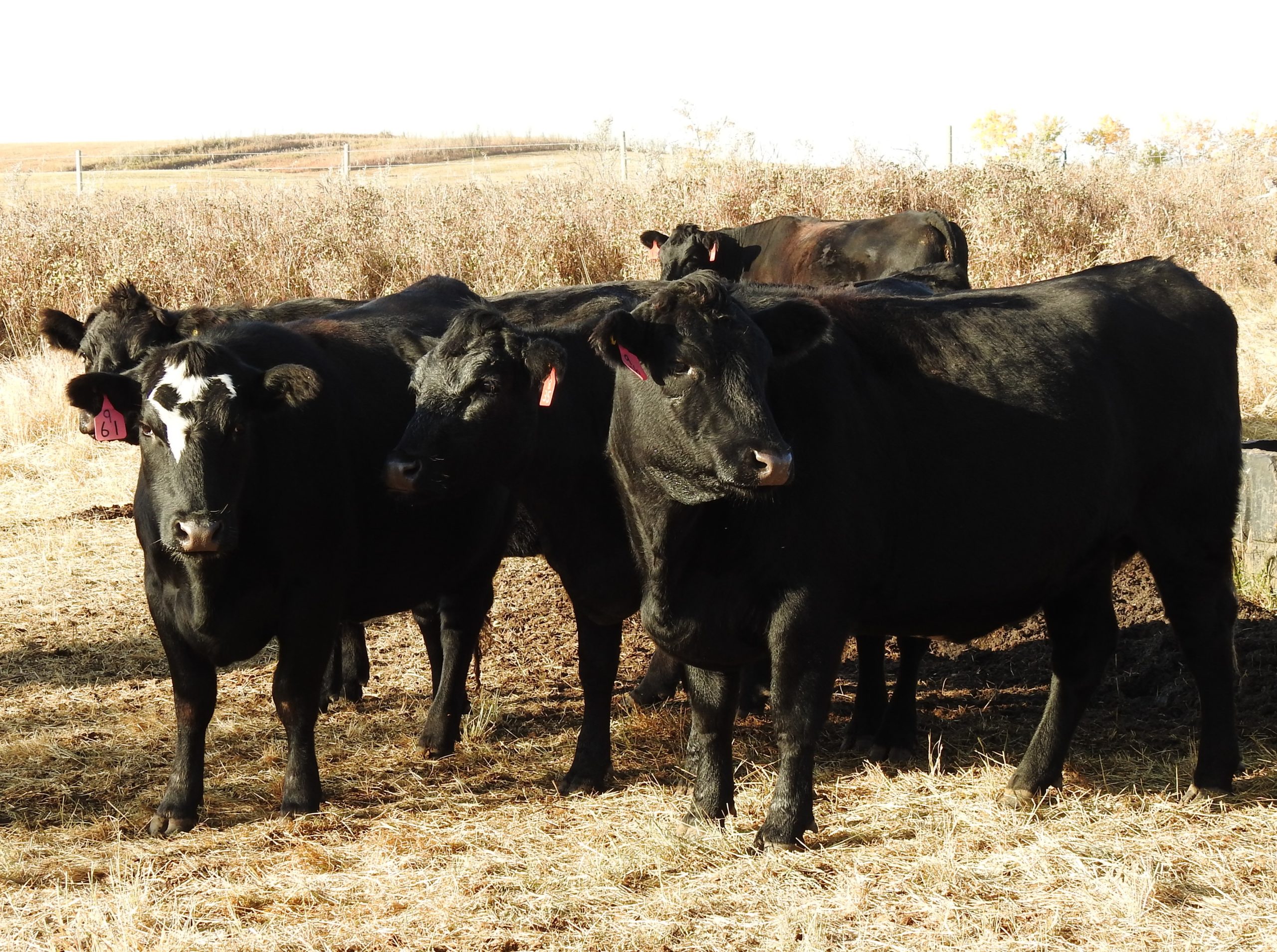 Bred Sale MYTERRA RANCH COMPLETE DISPERSAL Provost Livestock Exchange