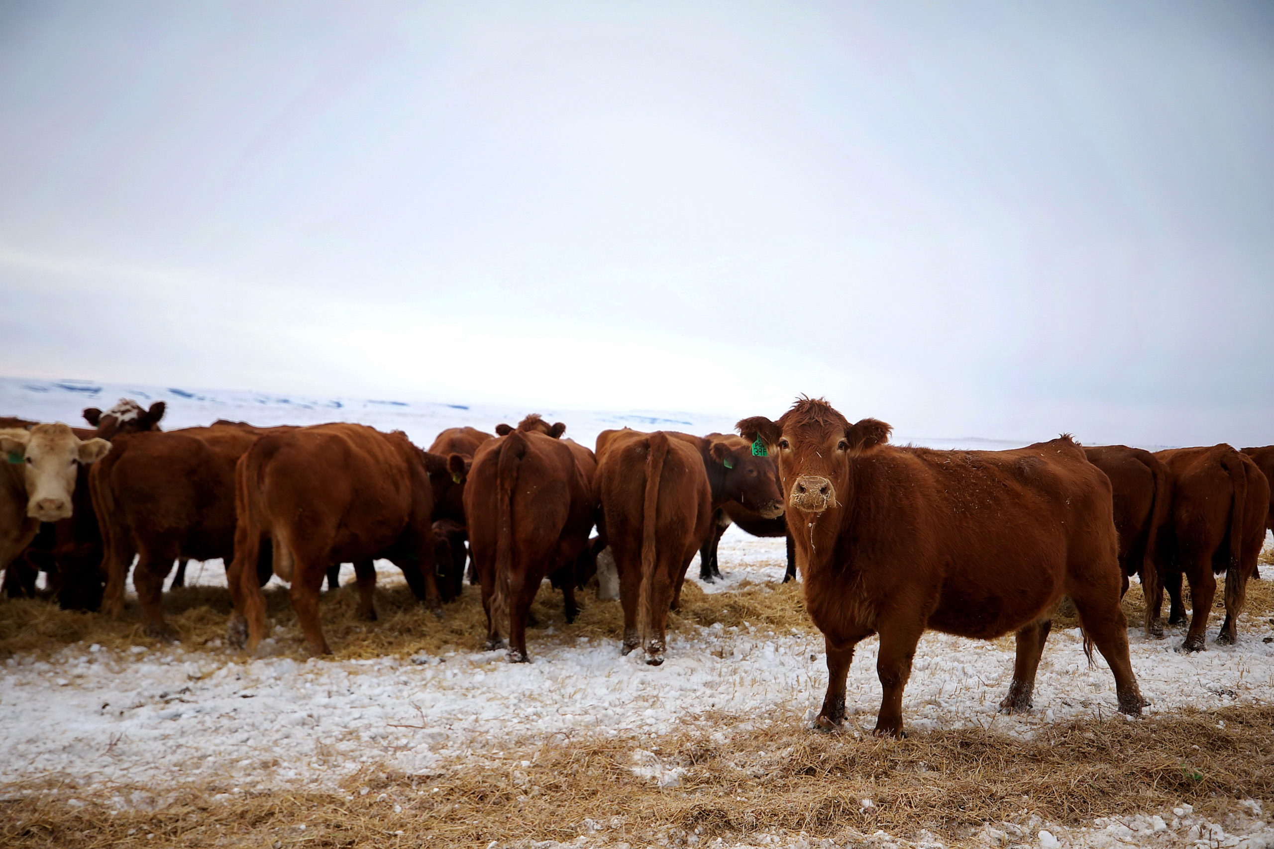 BRED SALE BAR PW FARM INC Provost Livestock Exchange