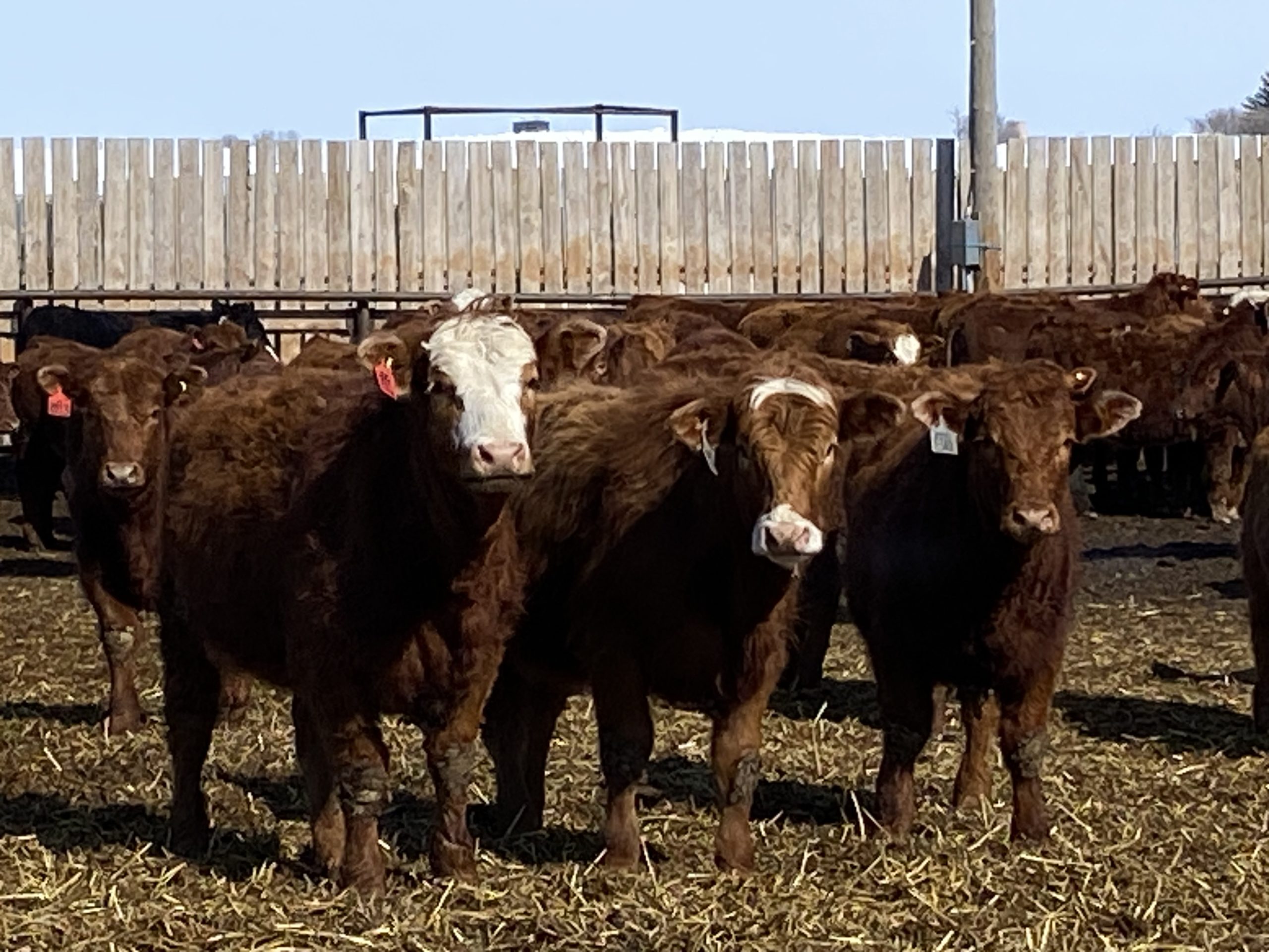 M&L SPECHT ENTERPRISES Provost Livestock Exchange