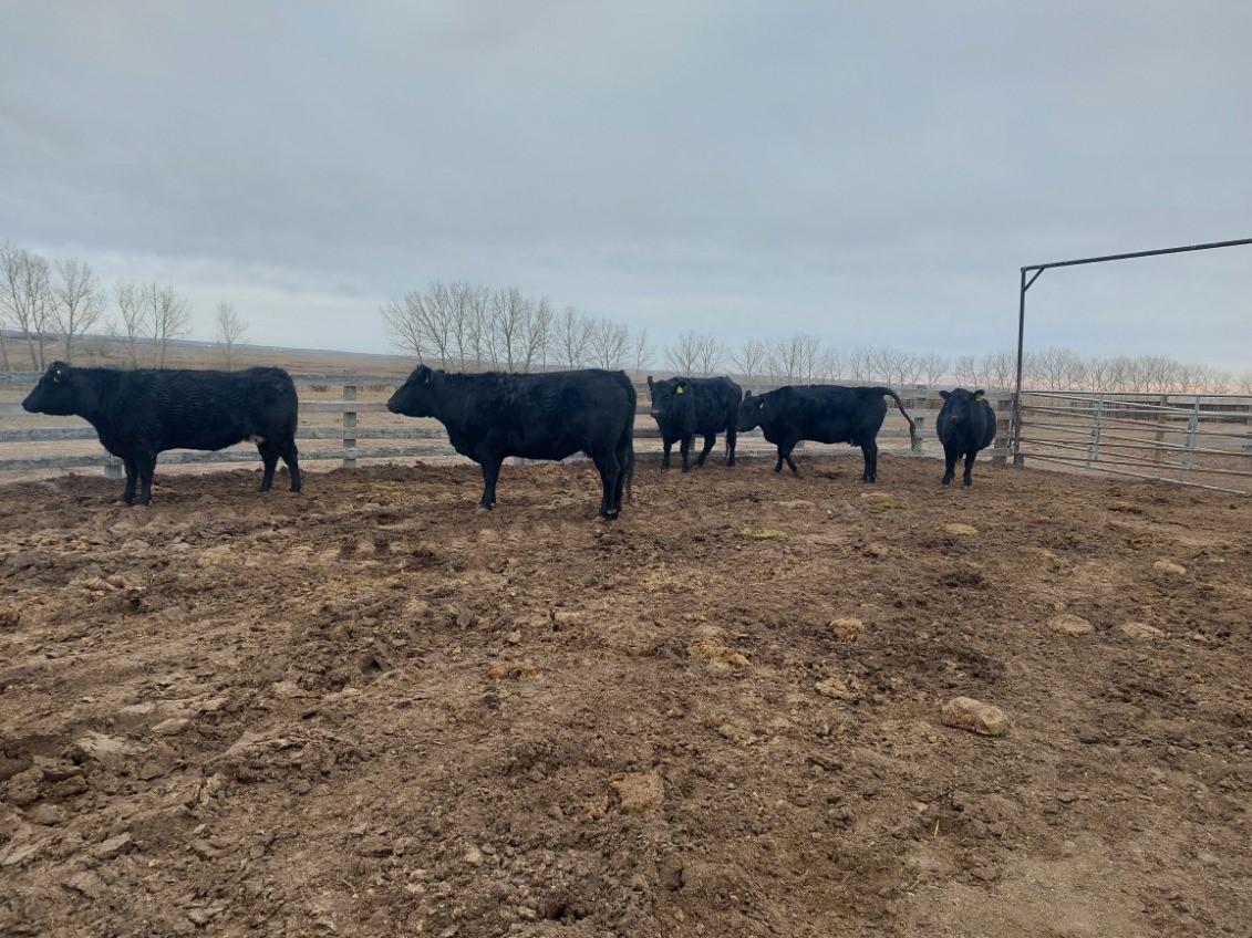 BRED COWS HIGHLAND PARK FARMS Provost Livestock Exchange
